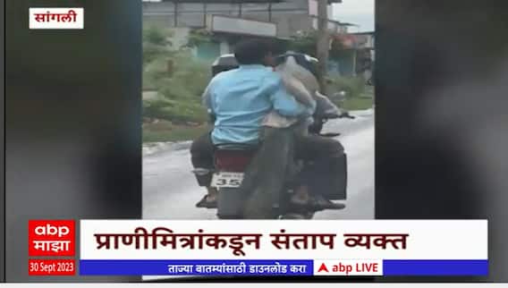 Sangli peacock :वन विभागाकडून जखमी मोराला उपचारासाठी दुचाकीवरून नेलं,प्राणी मित्रांकडून संताप व्यक्त