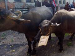 'भैंस के आगे बीन बजाया', कोटा में मेडिकल कॉन्ट्रैक्ट कर्मचारियों ने अनोखे अंदाज में किया प्रदर्शन