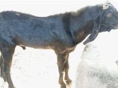 राजस्थान में बकरे को नीलाम करेगा वन विभाग, पढ़ें रोचक मामले की पूरी जानकारी