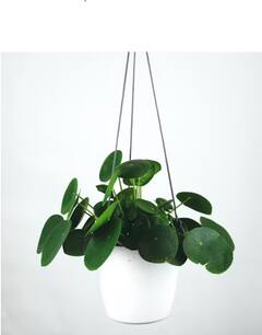 Vastu Tips for Money Plant : घरात मनी प्लांट लावताना ‘या’ चूका कधीच करू नका, नाहीतर होईल मोठे नुकसान