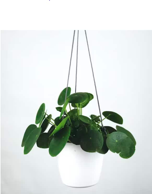 मनी प्लांट जरी संपत्तीसाठी फायदेशीर मानला जातो. परंतु वास्तू नियमानुसार त्याची  जागा किंवा देखभाल न केल्यास आर्थिक नुकसानही होऊ शकते. त्यामुळे नुकसान  टाळण्यासाठी वास्तुनुसार मनी प्लांट ठेवण्याचे काय नियम आहेत हे जाणून घ्या.