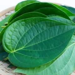 Health Tips: খুব পান খান ? সতর্ক হন; হতে পারে এইসব সমস্যা !