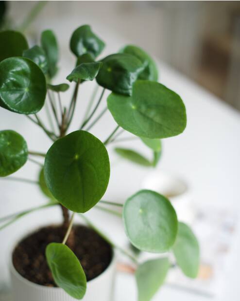 जर तुमच्या घरी मनी प्लांट असेल तर त्याला वेळोवेळी पाणी देत ​​राहा. जर मनी प्लांट  काचेच्या बाटलीत किंवा भांड्यात लावला असेल तर त्याचे पाणी देखील बदलत रहा.