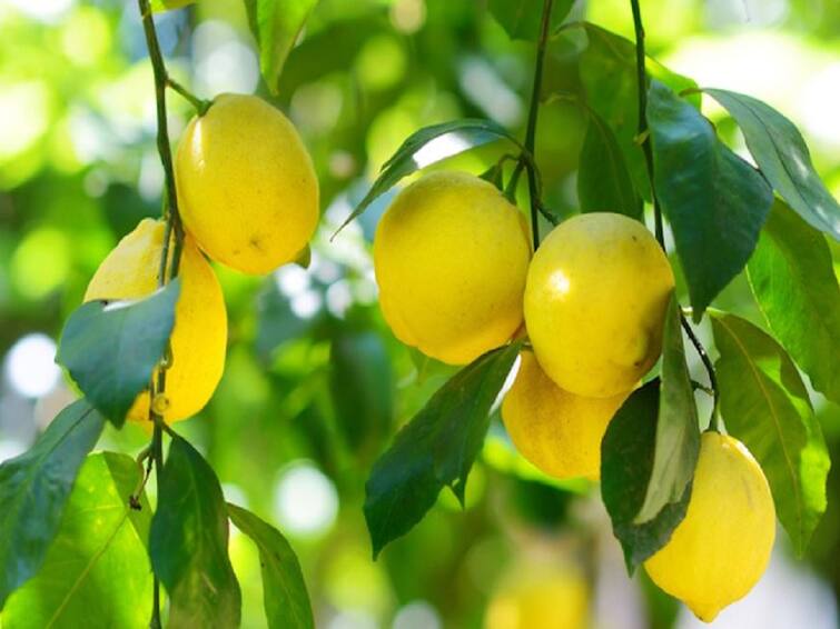 agricultural News success story lemon farming lemon farming in gaya success story : शेतात लिंबाची फक्त 10 झाडं, नफा मिळतोय तीन लाख; वाचा एका क्लिकवर यशोगाथा