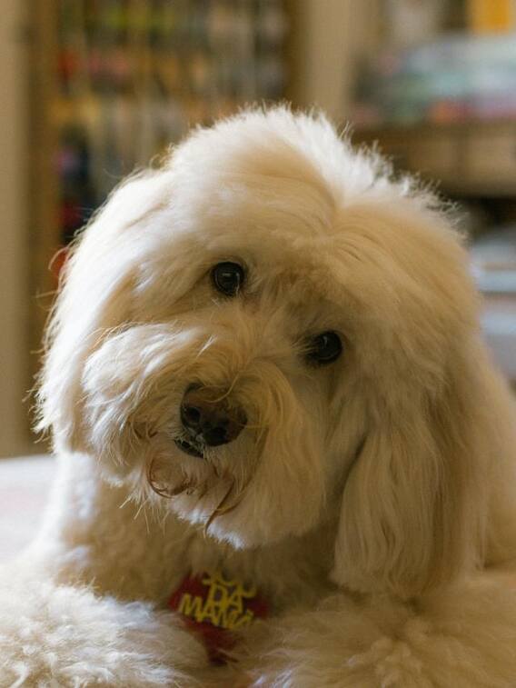 अब ट्रेन में आराम से अपने पेट को लेकर जाएं सफर पर, जानें कैसे