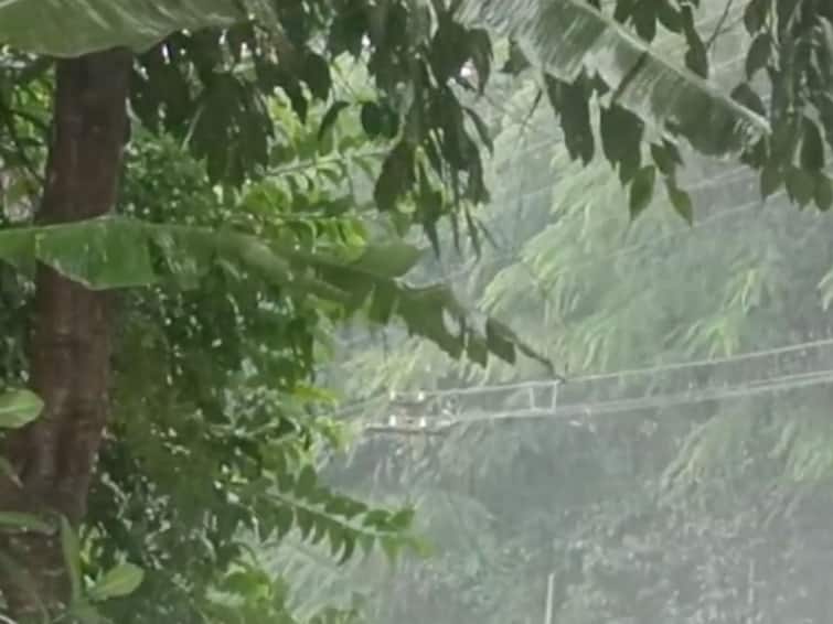 Strong presence of rain in Kolhapur district good intensity of rain for last four days Kolhapur Rain Update : कोल्हापूर जिल्ह्यात पावसाची दमदार हजेरी, गेल्या चार दिवसांपासून पावसाचा चांगलाच जोर 