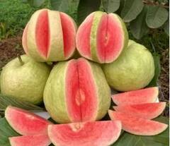 Agriculture News : जपानी रेड डायमंड पेरुच्या शेतीतून मिळवा आर्थिक नफा