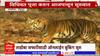 Tadoba Andhari Tiger Reserve : ताडोबा अंधारी व्याघ्रप्रकल्प पर्यटनासाठी खुला