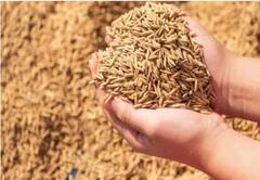 Punjab News: ਪੰਜਾਬ ਦੀਆਂ ਮੰਡੀਆਂ 'ਚ ਝੋਨੇ ਦੀ ਖ਼ਰੀਦ ਸ਼ੁਰੂ, ਕਿਸਾਨਾਂ ਨੂੰ ਨਹੀਂ ਆਵੇਗੀ ਦਿੱਕਤ ਪਰ ਗਿੱਲੀ ਜੀਰੀ ਨਾ ਲਿਆਉਣ