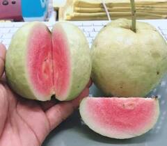 Agriculture News : जपानी रेड डायमंड पेरुच्या शेतीतून मिळवा आर्थिक नफा