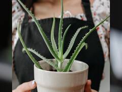 Aloe Vera : இந்த எல்லா விஷயத்துக்கும் கற்றாழை ஜெல் பயன்படுமா?