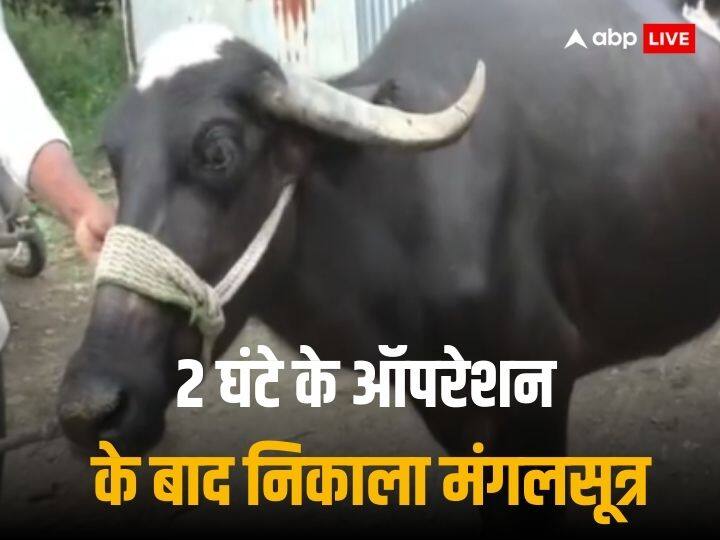 Maharashtra Buffalo Swallowed Gold Mangalsutra 2 Lakh Rupees Washim Sarsi Village  Long Surgery Buffalo Gulps Gold Mangalsutra: भैंस निगल गई 2 लाख का सोना, डॉक्टर ने पेट काटकर निकाला, 60 टांके लगाए