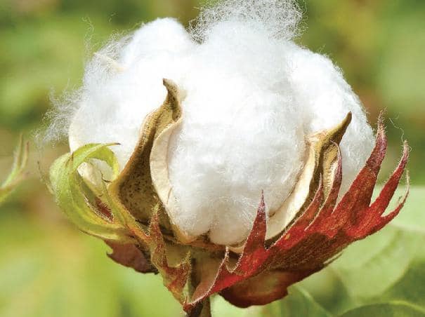 Tips For Farmers How to Get More Yield in Cotton Cultivation All Details You Need To Know- TNN Cotton Cultivation: வெள்ளைத் தங்கம் பருத்தியில் அதிக விளைச்சல் பெற என்ன செய்யலாம்!!!