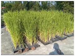 कृषि वैज्ञानिक ने छत पर उगा दिया चावल, जानें- किस तकनीक का किया इस्तेमाल?