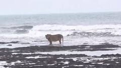Lion King Enjoying Arabian Sea Waves : ఇంటర్నెట్ ను షేక్ చేస్తున్న రారాజు వెకేషన్ | ABP Desam