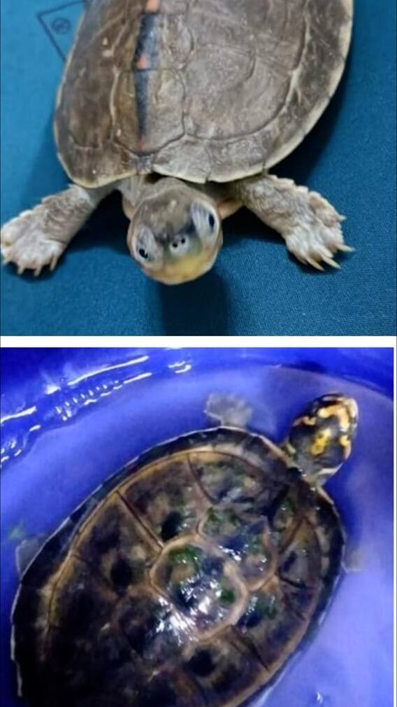 दुर्मीळ प्रजातींच्या कासवांची तस्करी करणाऱ्या टोळीचा डीआरआयकडून भांडाफोड, 955 कासव जप्त