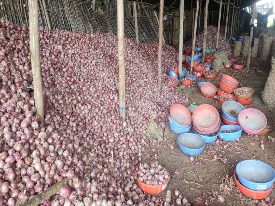 Nashik maharashtra he strike of onion traders is over but one month ultimatum given by traders to government detail marathi news Nashik News : अखेर कांदा व्यापाऱ्यांचा संप मागे! पण एका महिन्यात समस्या सोडवण्याचा राज्य सरकाराला इशारा 