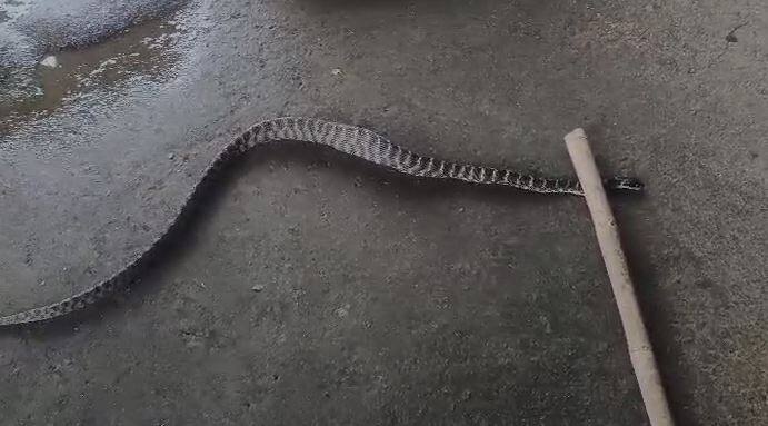 हा दुर्मिळ साप साधारणपणे साडेचार फूट लांबीचा होता.