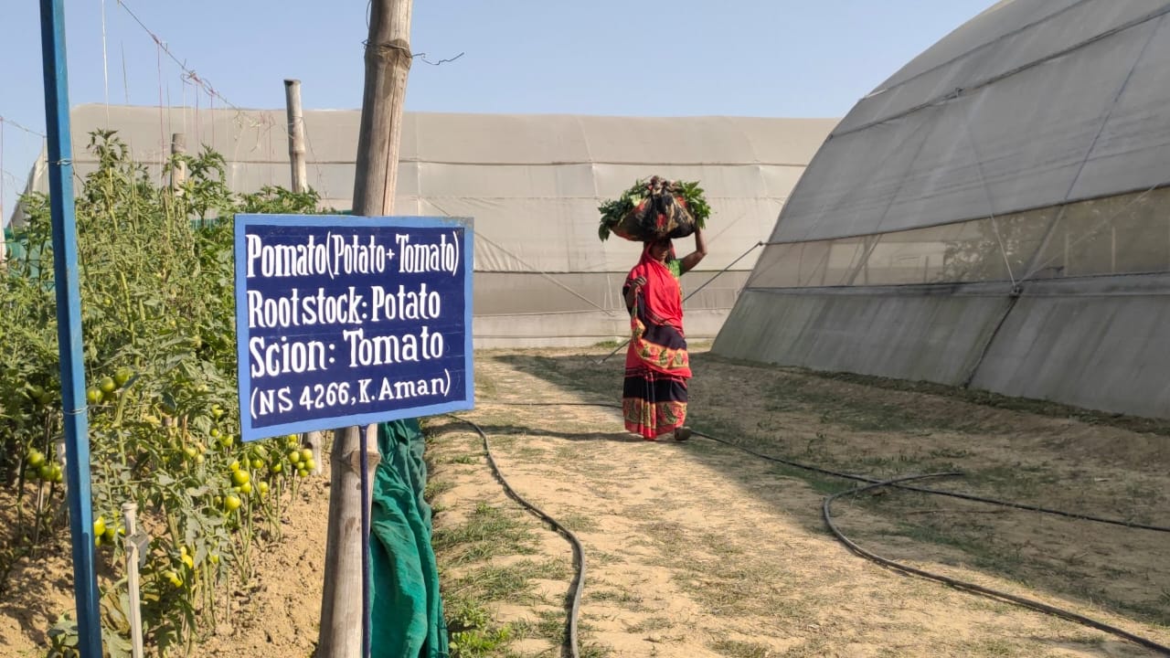 Farming: अब एक ही पौधे से तीन सब्जियां! खेती की गजब तकनीक ऐसे बढ़ाएगी किसानों की आमदनी