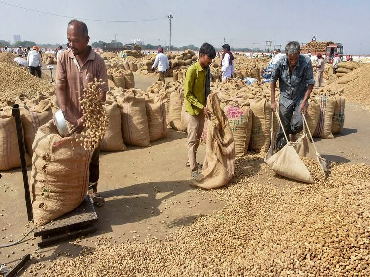 Farmers are happy as groundnut prices in the open market are better than the MSP in Amreli Amreli: ટેકેના ભાવ કરતાં ખુલ્લા બજારમાં મગફળીનાં સારા ભાવ મળતાં ખેડૂતો ખુશખુશાલ
