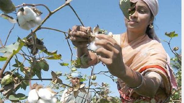 Cotton Cultivation: வெள்ளைத் தங்கம் பருத்தியில் அதிக விளைச்சல் பெற என்ன செய்யலாம்!!!