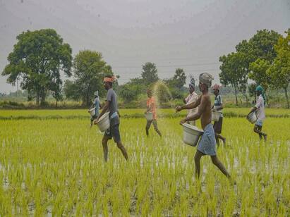Farmers Are Busy Planting Saplings at a Bok Samba Plantation in Thanjavur TNN குறுவை சாகுபடி வயல்களில் களை எடுக்கும் பணி: ஒரு போக சம்பா சாகுபடியில் நாற்று நடும் பணிகளில் விவசாயிகள் மும்முரம்