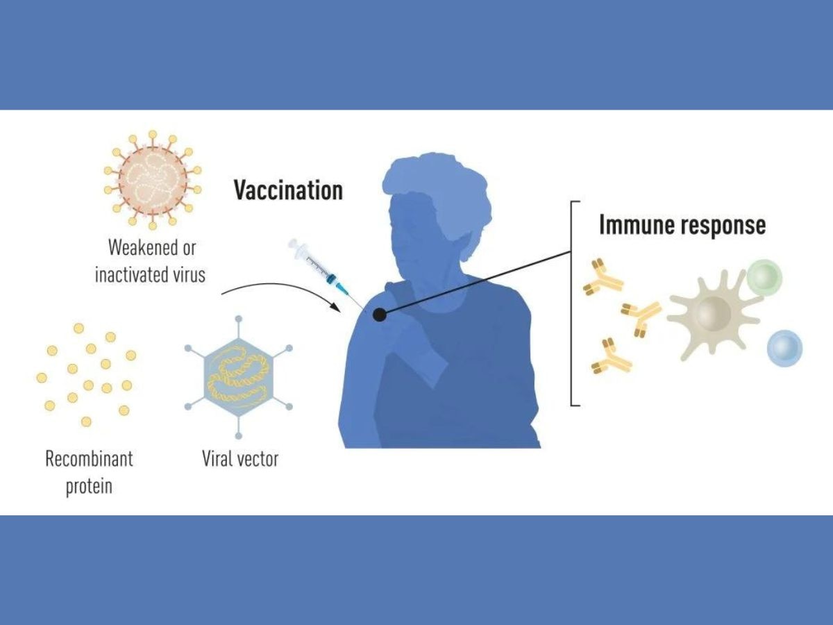 Traditional vaccines are mainly of three types: whole virus-based, protein-based, and vector-based. Whole virus-based vaccines introduce attenuated or inactivated pathogens to the host, protein-based vaccines introduce components of the pathogen’s protein into the host, and vector-based vaccines introduce a viral vector which instructs the host’s cells to code for proteins that will serve as antigens in the body of the host organism, eliciting an immune response. (Photo: The Nobel Committee for Physiology or Medicine)
