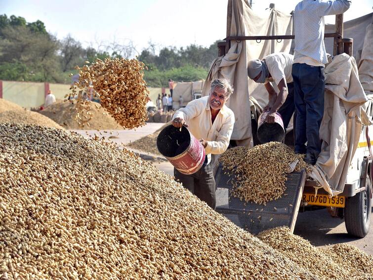 Agriculture News:  Groundnut price crash know what is the reason Groundnut Price Drops: મગફળીના ભાવમાં બોલ્યો કડાકો, જાણો શું છે કારણ