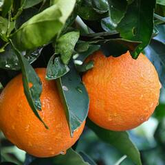 Oranges: ਸੰਤਰਾ ਖਾਣ ਨਾਲ ਹੁੰਦੇ ਨੇ ਕਈ ਚਮਤਕਾਰੀ ਫਾਇਦੇ