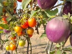 अब एक ही पौधे से तीन सब्जियां! खेती की गजब तकनीक ऐसे बढ़ाएगी किसानों की आमदनी