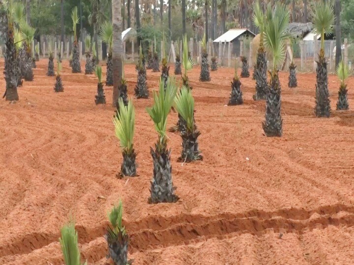 கோரிக்கை வைத்த பனைத் தொழிலாளர்கள் - ஒரு கோடி  பனை விதைகள் நட நடவடிக்கை எடுத்த அரசின் உத்வேகம்…!