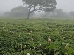 Kas plateau :  कास पठार फुलांनी अन् पर्यटकांच्या गर्दीनं बहरलं, वाहनांच्या लांबच लांब रांगा