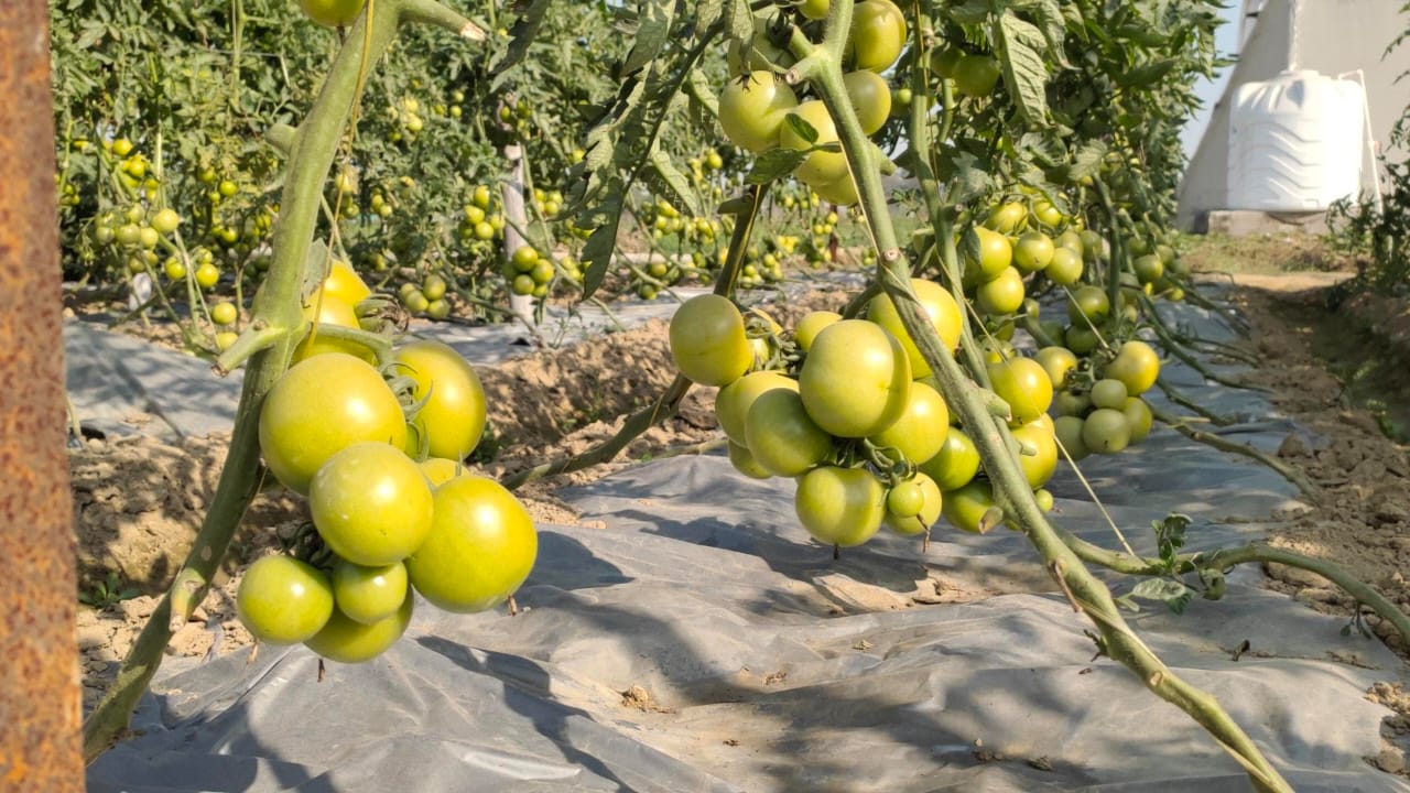 Farming: अब एक ही पौधे से तीन सब्जियां! खेती की गजब तकनीक ऐसे बढ़ाएगी किसानों की आमदनी