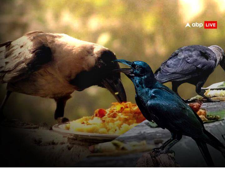 साल की हर एकादशी, चतुर्दशी, अमावस्या पर त्रिपंडी श्राद्ध करें. पूर्वजों के निमित्त श्राद्ग के बाद काले तिल, नमक, गेंहू, चावल, गाय का दान, सोना, वस्त्र, चांदी का दान भी पितृ दोष से मुक्ति दिलाता है.