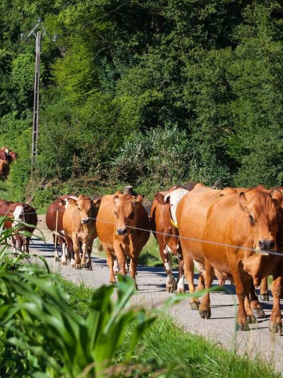 गोमूत्र बेचकर भी पैसे कमा रहे हैं पशुपालक
