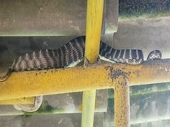 rare snake :  बाप रे बाप... घरामध्येच आढळला दुर्मिळ फोर्स्टेन मांजऱ्या साप! पाहा फोटो