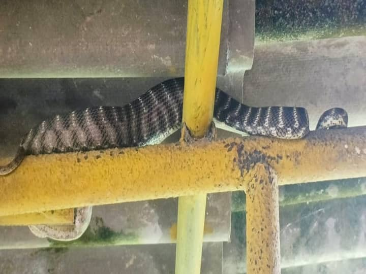 Rare Forsten cat snake : हा साप घराच्या छताच्या पत्र्याखाली लोखंडी पाईपवर बसला होता.