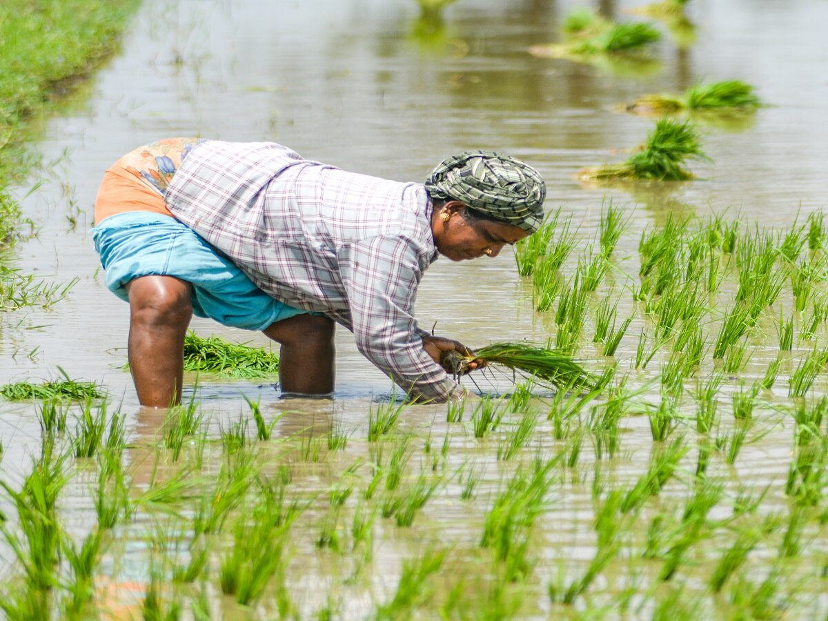 குறுவை சாகுபடி வயல்களில் களை எடுக்கும் பணி: ஒரு போக சம்பா சாகுபடியில் நாற்று நடும் பணிகளில் விவசாயிகள் மும்முரம்