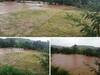 Sangli Rain Update : चांदोली धरण क्षेत्रात ढगफुटीसदृश्य पावसाने शेकडो एकरातील भात पिक मातीमोल