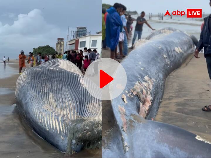 Viral Video 50 Foot Long Whale Carcass Washed Up Kerala Kozhikode South Beach केरल बीच पर बहकर आया 50 फुट लंबी व्हेल का शव, दंग रह गए लोग, सामने आया VIDEO