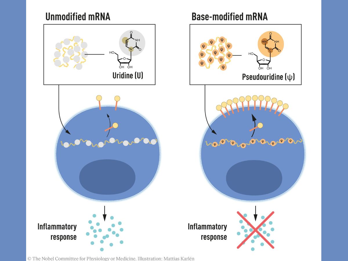 Karikó and Weissman were surprised to see that mRNA with base modifications did not trigger an inflammatory reaction. This finding is crucial because it provides the world an understanding of how cells recognise and respond to different forms of mRNA. (Photo: The Nobel Committee for Physiology or Medicine)