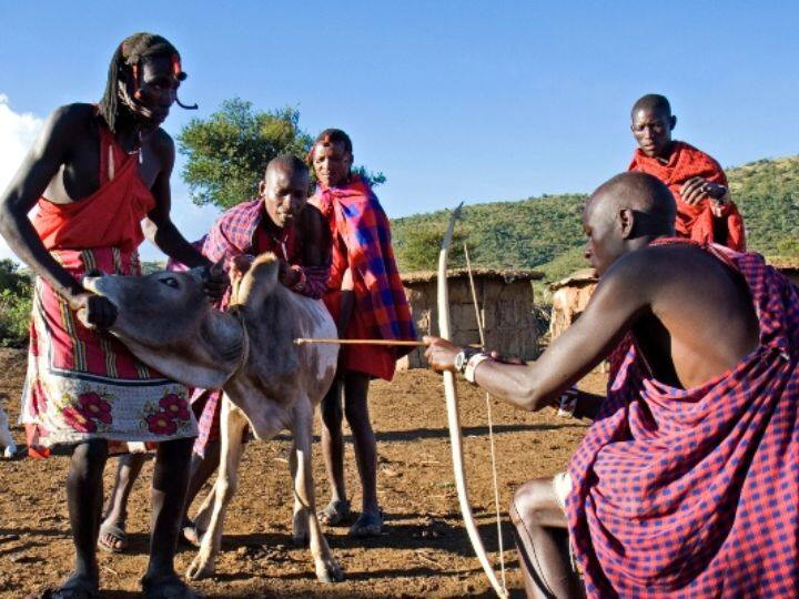 Why do Masai Tribe drink cow blood they do these things with the dead bodies of family members गाय का खून क्यों पीते हैं ये लोग? परिजनों के शव के साथ करते हैं ये हरकत