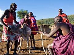 गाय का खून क्यों पीते हैं ये लोग? परिजनों के शव के साथ करते हैं ये हरकत