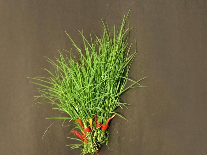 हरा घास: मानसिक तनाव से मुक्ति और सुख-समृद्धि के लिए बुधवार के दिन किसी गाय को हरे रंग का घास खिलाएं. आप हरे रंग का चारा भी गाय को खिला सकते हैं.