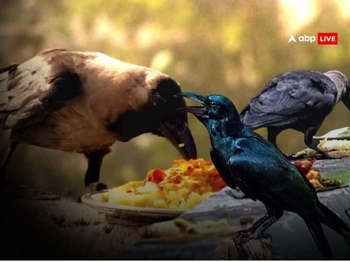 વર્ષની દરેક એકાદશી, ચતુર્દશી અને અમાવસ્યાએ ત્રિપંડી શ્રાદ્ધ કરવું. પિતૃઓનું શ્રાદ્ધ કર્યા પછી કાળા તલ, મીઠું, ઘઉં, ચોખા, ગાય, સોનું, વસ્ત્ર અને ચાંદીનું દાન કરવાથી પિતૃદોષથી પણ રાહત મળે છે.