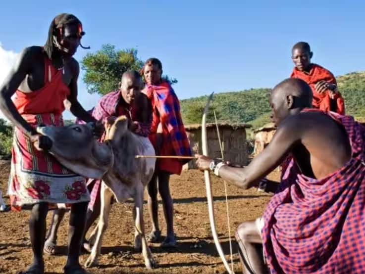 World News why do masai tribe drink cow blood they also do these things with the dead bodies of family members World News: गायीचं रक्त का पितात आफ्रिकन लोक? कुटुंबियांच्या मृतदेहाची विल्हेवाट लावण्याचीही पद्धत वेगळी
