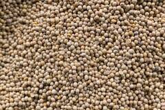 Mustard Seeds Benefits : मोहरीचे दाणे आरोग्यासाठीच नाही तर त्वचेसाठीही गुणकारी; अनेक समस्यांवर रामबाण उपाय