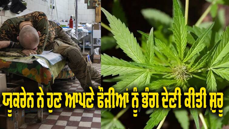 Hemp is helping soldiers injured in Ukraine war Ukraine war: ਯੂਕਰੇਨ ਨੇ ਹੁਣ ਆਪਣੇ ਫੌਜੀਆਂ ਨੂੰ ਭੰਗ ਦੇਣੀ ਕੀਤੀ ਸ਼ੁਰੂ, ਕਿਹਾ ਜੰਗ 'ਚ ਕਮਾਲ ਕਰਨਗੇ ਸਿਪਾਹੀ 