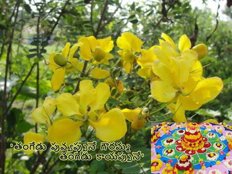 Bathukamma 2023: ayurvedic secrets health and beauty benefits of tangedu flowers Bathukamma 2023: 'తంగేడు పువ్వప్పునే గౌరమ్మ తంగేడు కాయప్పునే' - బతుకమ్మలో పేర్చే ఈ పూలవల్ల ఎన్ని ప్రయోజనాలో!