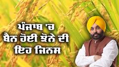 Paddy: ਪੰਜਾਬ 'ਚ ਬੈਨ ਹੋਈ ਝੋਨੇ ਦੀ ਇਹ ਜਿਨਸ, ਅਗਲੀ ਵਾਰ ਕਿਸਾਨ ਜ਼ਰਾ ਦੇਣ ਧਿਆਨ